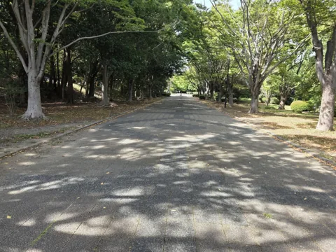 かぶと塚公園：並木の園路