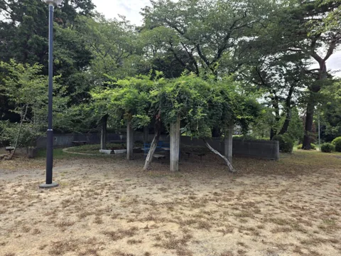つつじ公園：藤棚（園灯側から）