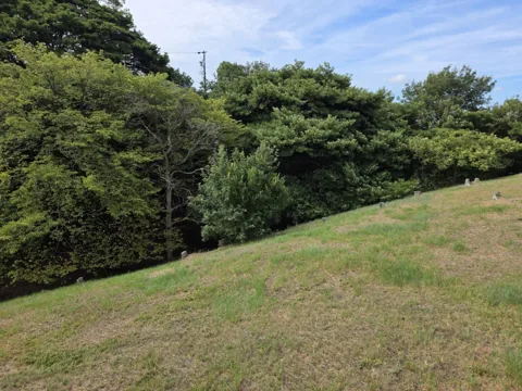 富士見北公園：芝生の斜面と周囲の樹林
