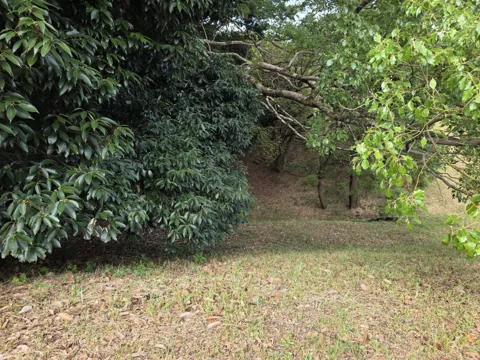 富士見北公園：樹林に囲まれた斜面