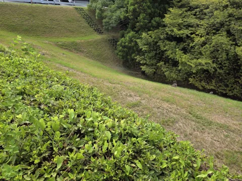 富士見北公園：刈り込まれた芝生の法面と植込み