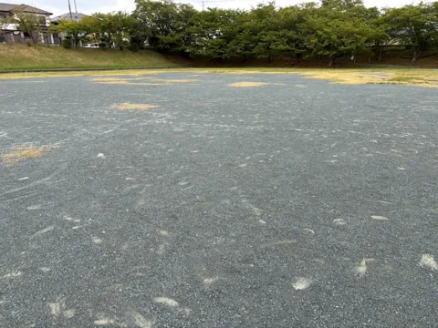 水堀公園：木々に囲まれた園内の広場