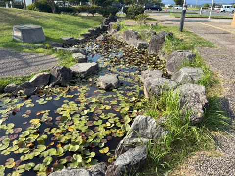 アミューズ豊田ポケットパーク：ハスが育つ園内の池