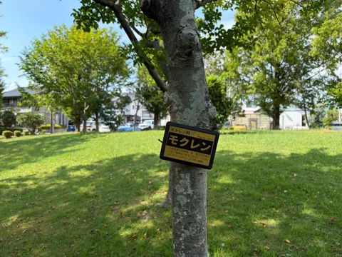 豊田香りの公園：園内のモクレンを紹介する樹名板