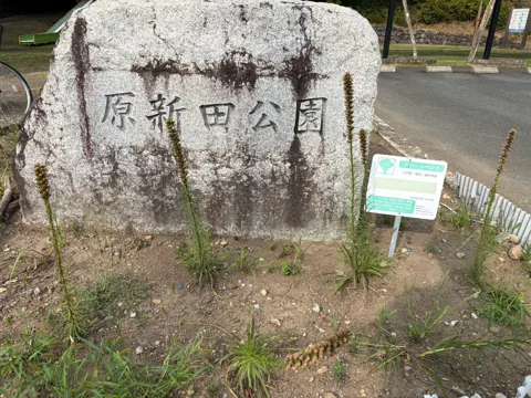 豊田原新田公園：石造りの園名板「原新田公園」