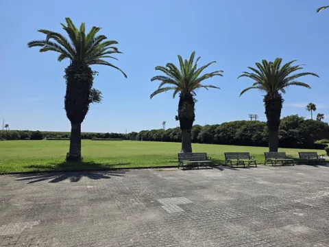 竜洋海洋公園：ヤシの木とベンチのある休憩スペース