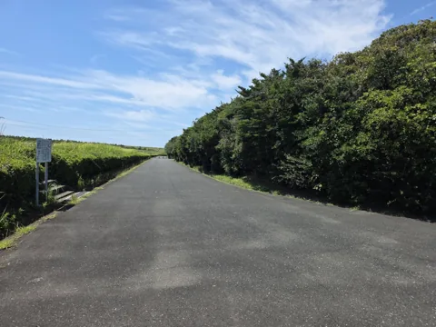 竜洋海洋公園：緑に囲まれた舗装園路