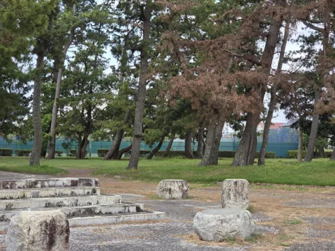 福田公園：松などの大きな樹木が並ぶ木陰の広場
