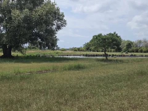 天竜川ラブリバー公園：水辺のそばに立つ大きな樹木
