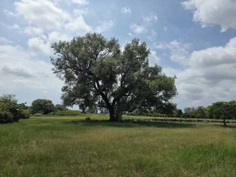 天竜川ラブリバー公園：芝生広場に大きく枝を広げる樹木